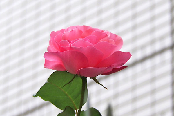 flower rose pink