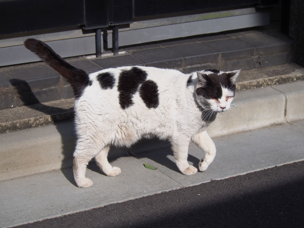 坊　ぽよんとしたお腹