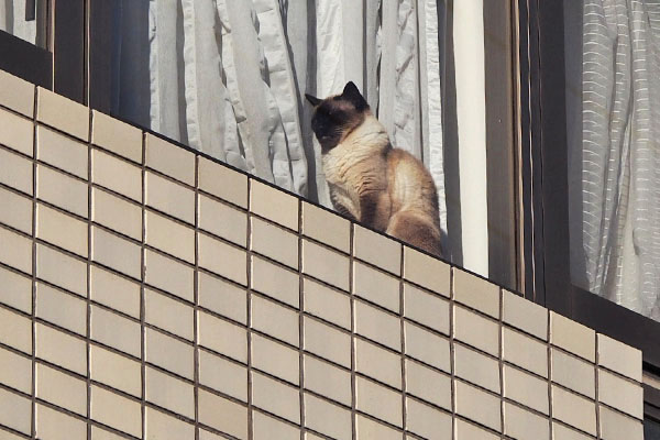 シャム猫さん　窓辺　アップ