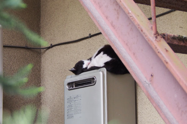 給湯器の上のニコル