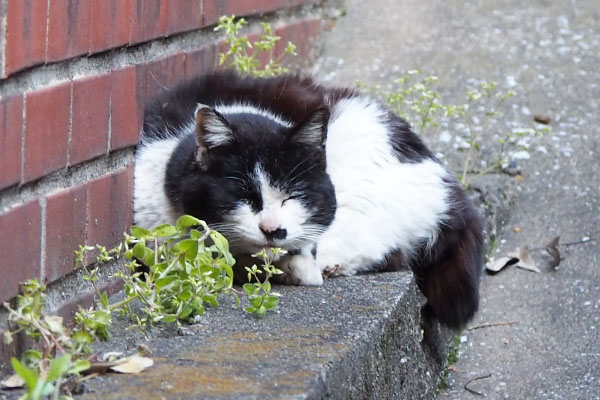 カル　笑顔に戻る