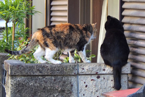 オトワとアズマ　しっぽ