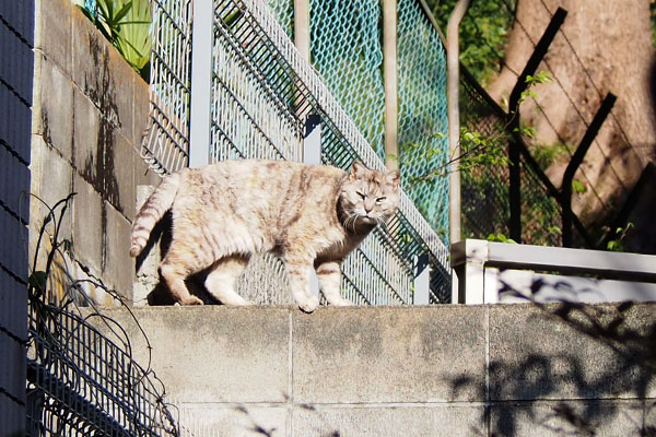 銀　塀の上でこちらを確認