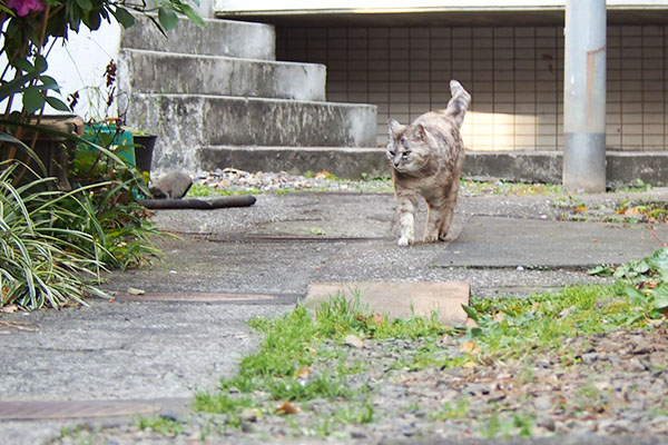 銀　アカシを探している