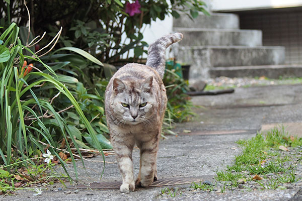 銀　まっすぐ見ながら来る