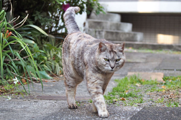 銀　ひょいっと横に