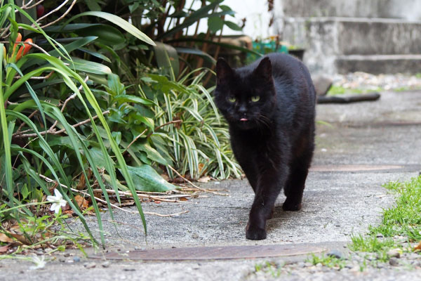 アカシ　見つめて