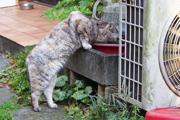 銀　水を飲む