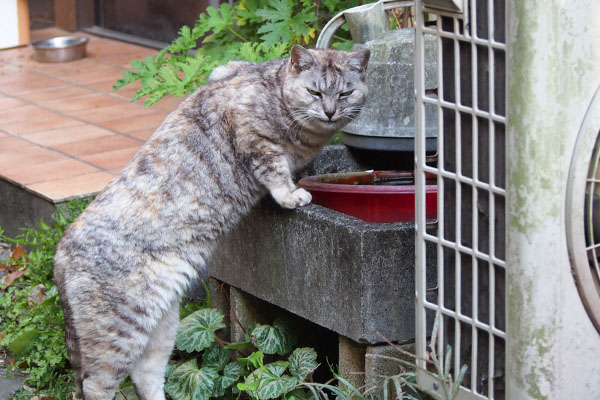 銀　水を飲んだ後のドヤ顔