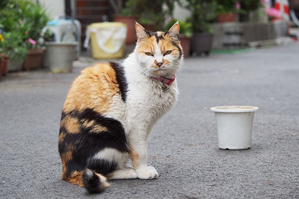 もも　遠く見る