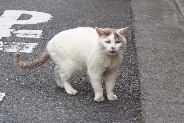 ジュリ　今忙しいのにゃ