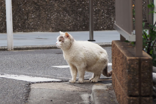 ジュリ　遠く見る