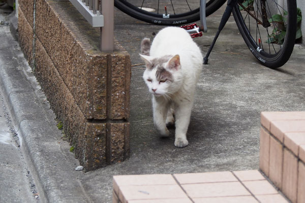 ジュリ　自転車置き場をチェック