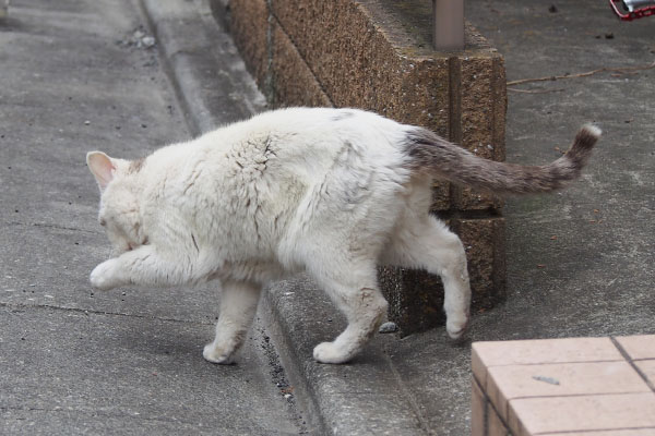 ジュリ　手をなめながら