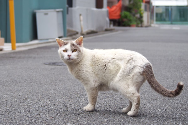 ジュリ　またにゃ