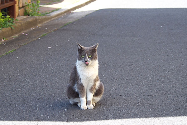 ちびにゃん　食べ終わった