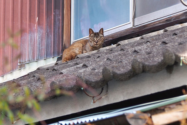 ruru on the roof and watching me