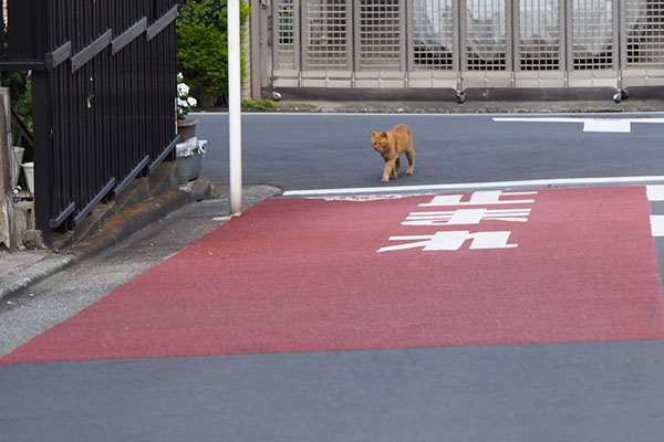 ナチャ　道路に