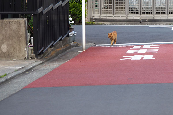 ナチャ　道路に２