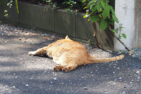 コルレ　しっぽを立てて寝る