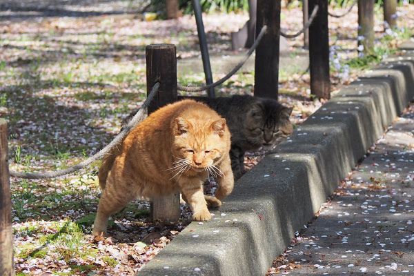 コルレとトッキー　合流