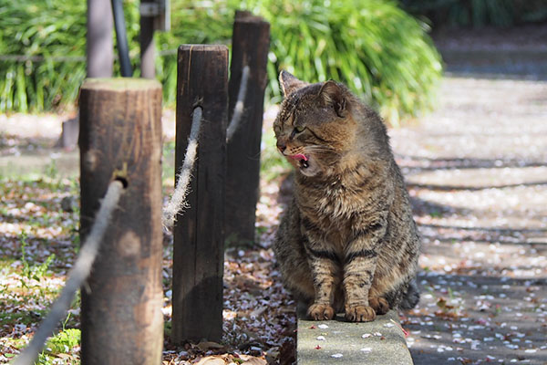 トッキー　満足そうに