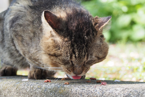 出て来たボサボサトッキー