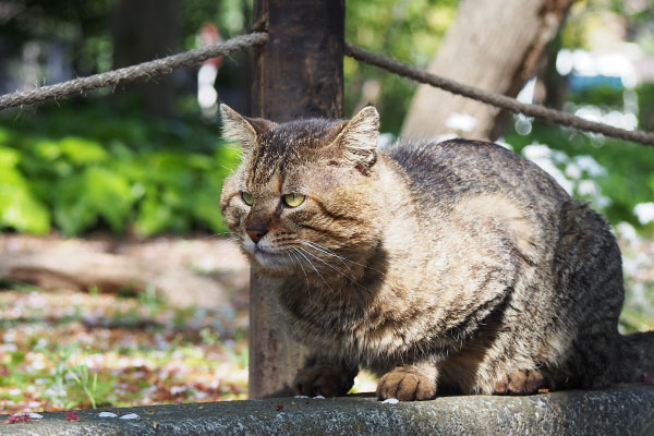 強がる　トッキー