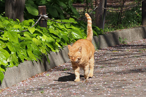 うつむきながら歩く　コルレ