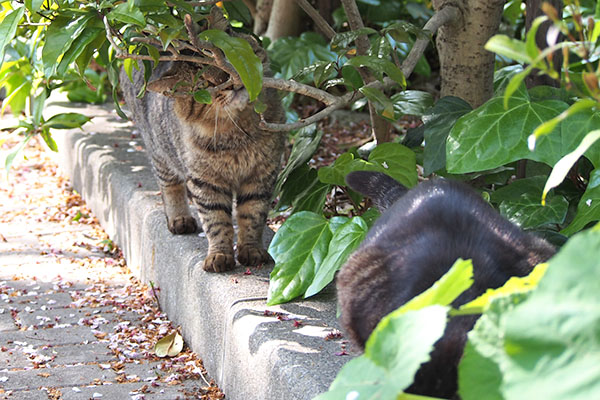 仲良くなりたそう　トッキー