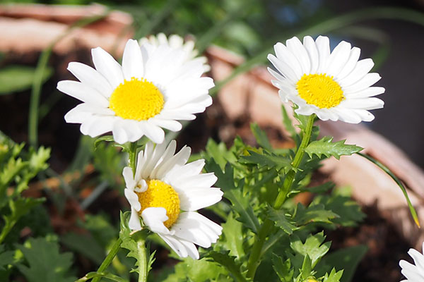 花　マーガレット flower white