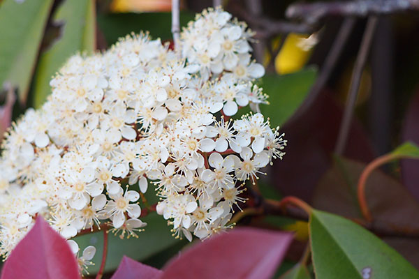 flower white troop small