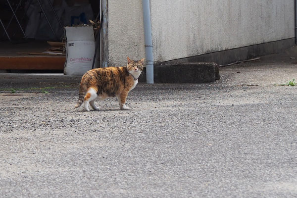 三毛猫さん　立ち止まりこちらを見る