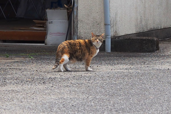 miyazaki_householdcat_calico