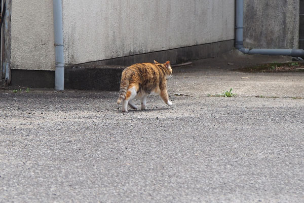 走る三毛猫さん