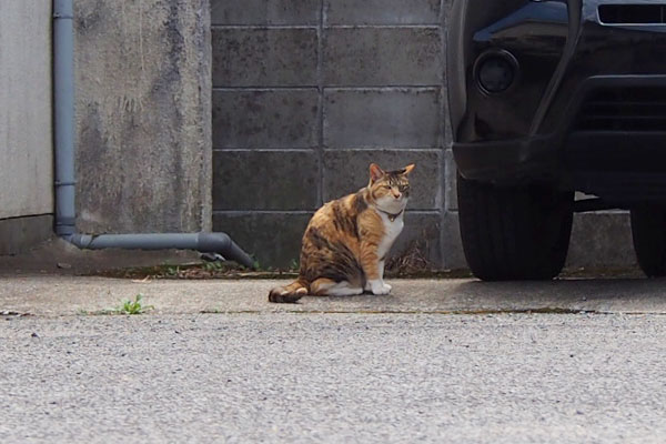 車の横でお座り　三毛猫さん