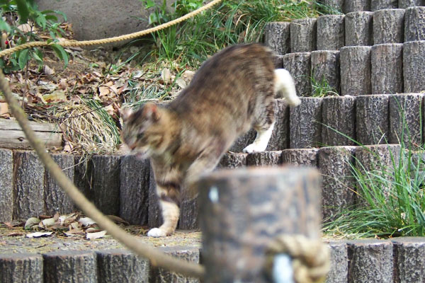 フォックス　階段途中