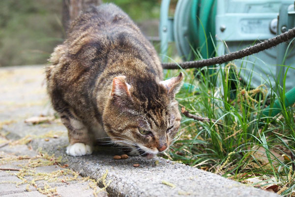 フォックス　食べる