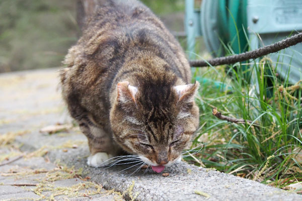 フォックス　食べる舌ちろ