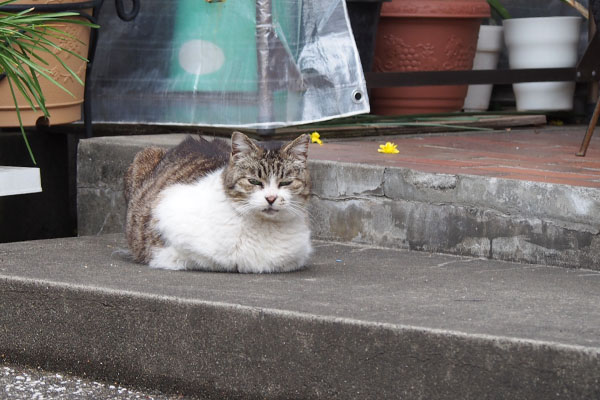 momo on the step