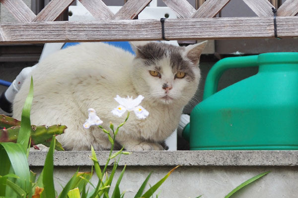 ジュリ　ベランダの左側