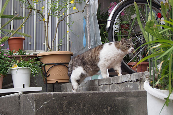 ジュリが居た場所へ向かうもも