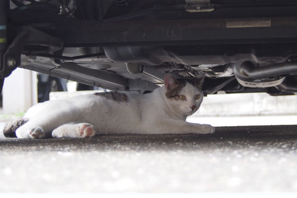 車の下にコチュ