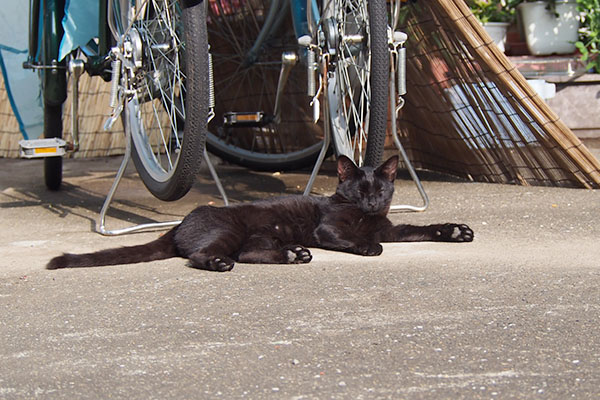 モノ太　黒猫なのに日の当たる場所