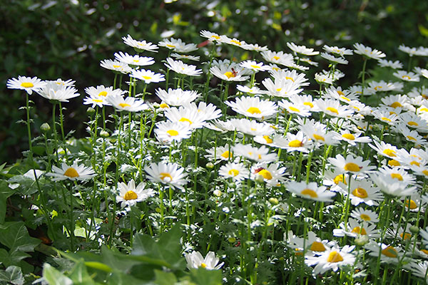 flower white margaret