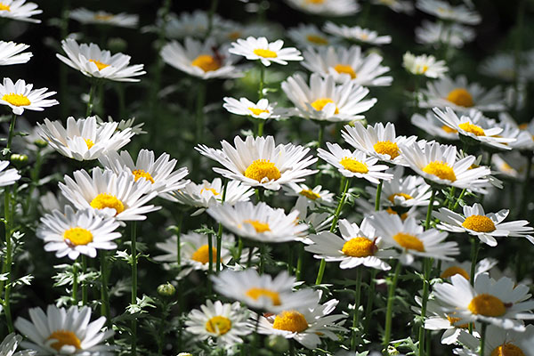 flower white troop margaret