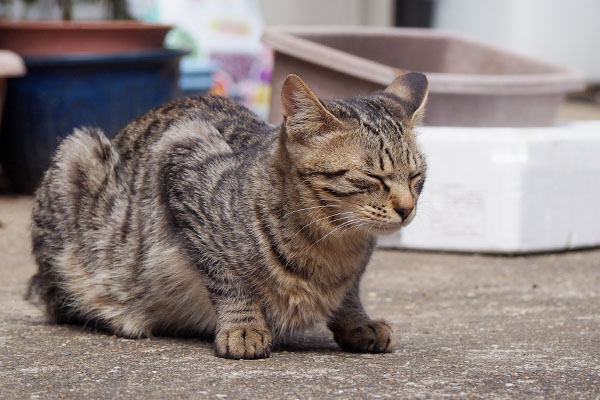 目を閉じる　シマヲ