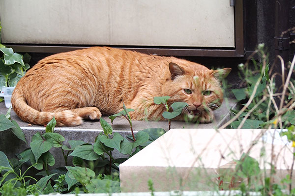 ニャーがこわい　トト