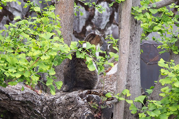 shizuku on the tree