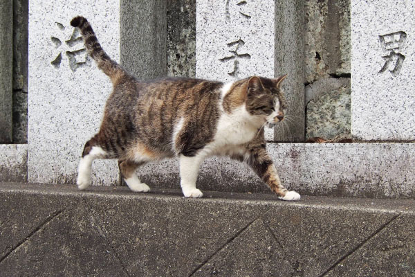 shizuku walking